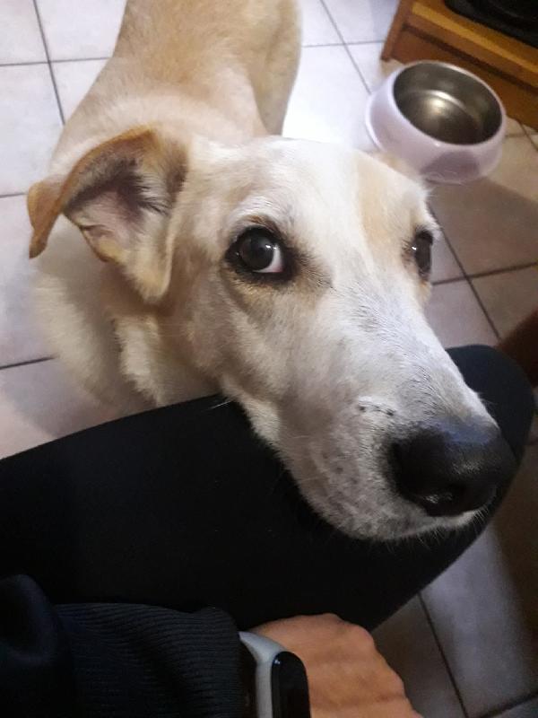 Charlie, Tenero Meticcio